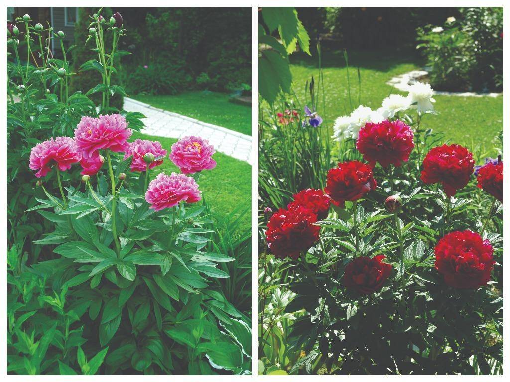 Причины отсутствия цветения и роста и способы их устранения у жасмина садового