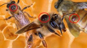 Бипин для пчел: как и когда нужно обрабатывать?