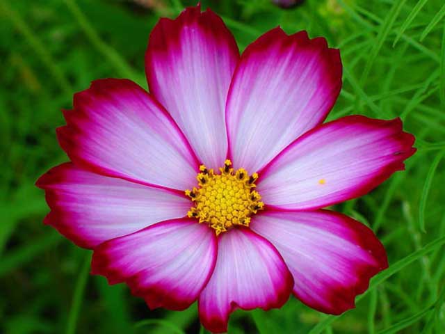 Цветок космея махровая. описание и фото