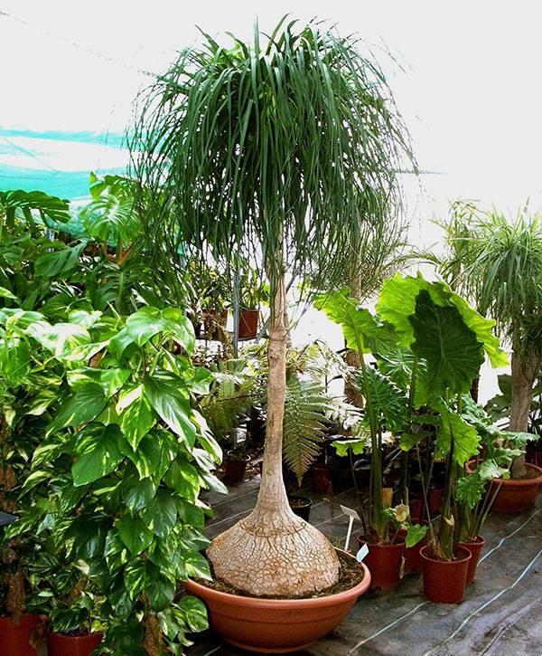 Тропическое растение у вас дома – бутылочное дерево (нолина)