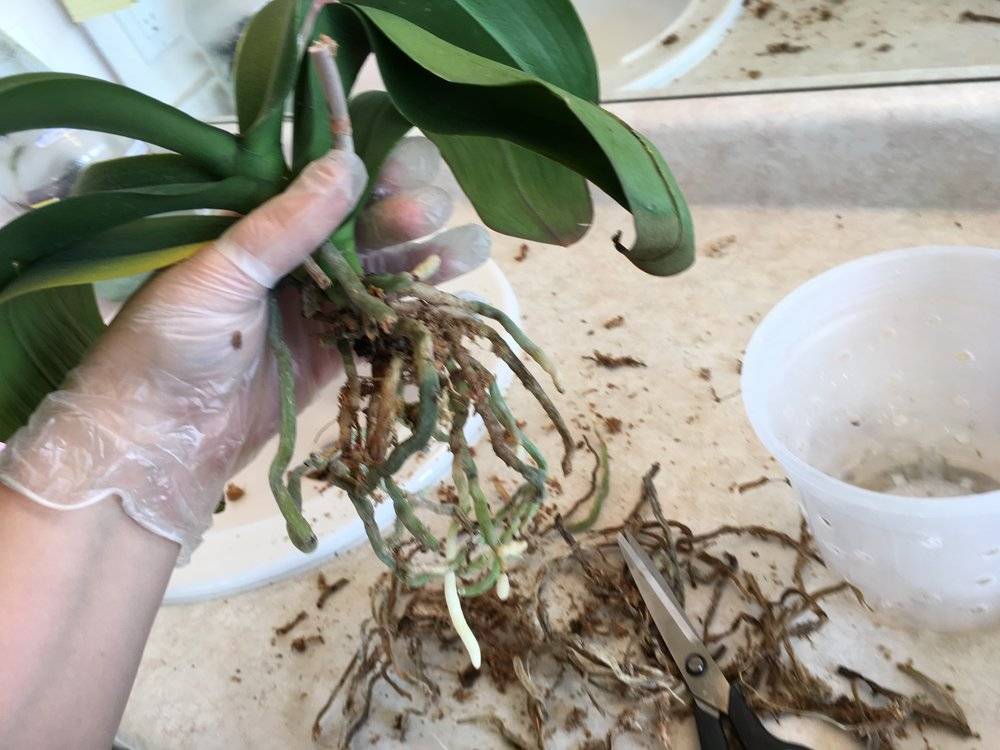 Орхидея без корней и с вялыми листьями: как реанимировать цветок