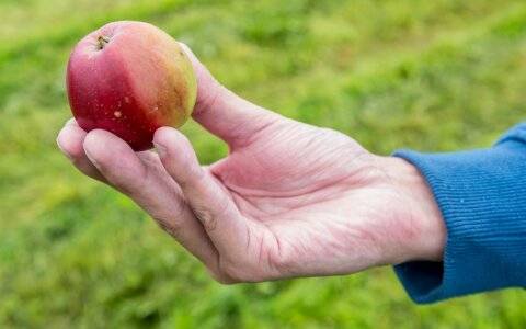 5 способов заморозки яблок в домашних условиях