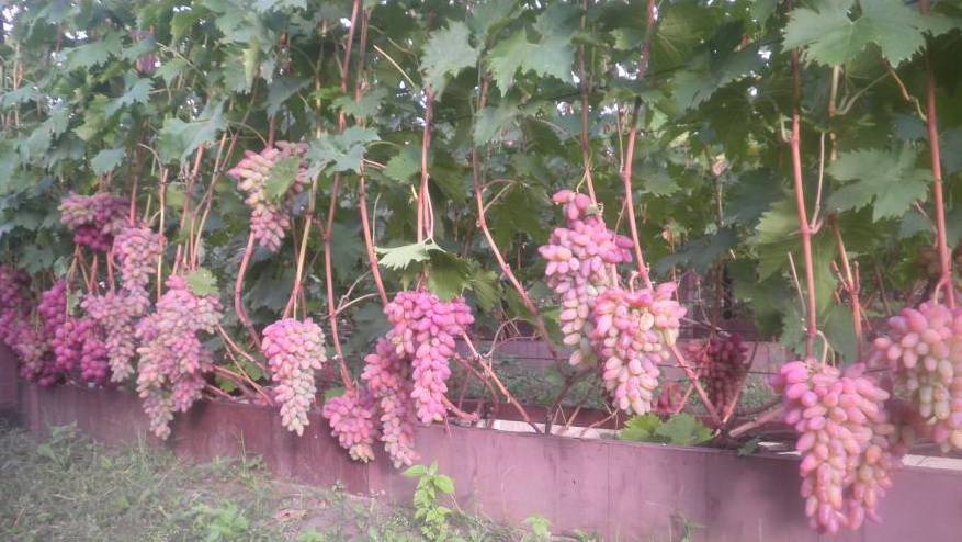 Сорт для начинающих с высокой урожайностью — виноград  «анюта»