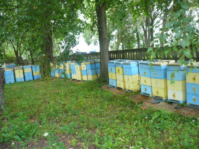Необходимый инвентарь пчеловода, для успешного пчеловодства