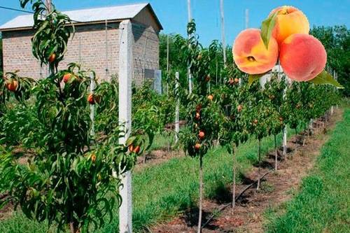 Сорта гибридов персика и сливы название. гибриды сливы, абрикоса и персика: названия и описание новых фруктов