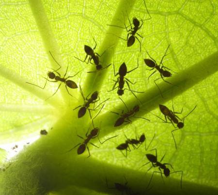 Борная кислота — враг муравьёв