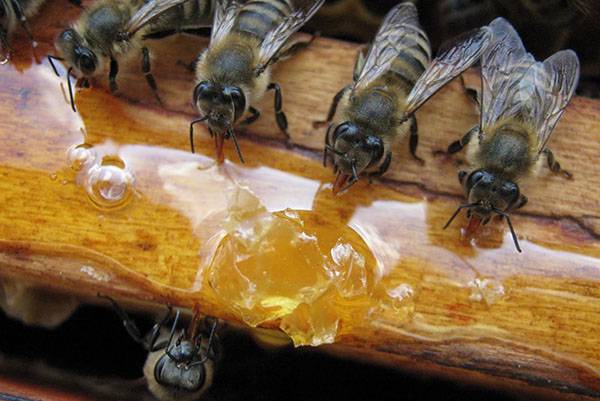 Как сделать отводок пчел весной: видео и описание способов