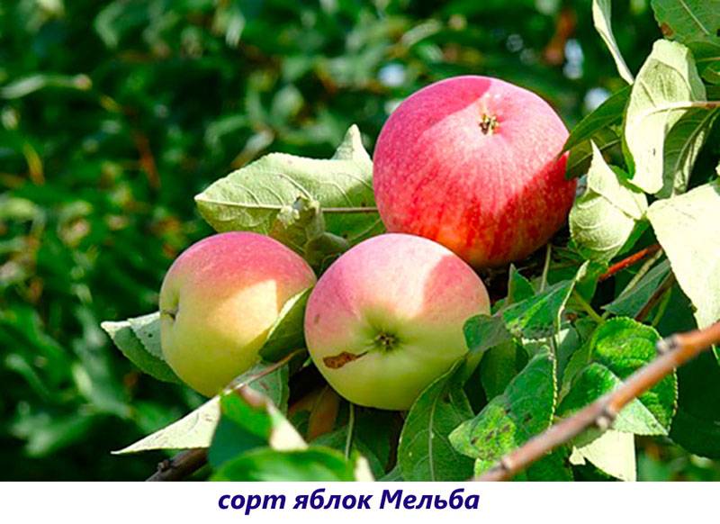 10 редких и необычных сортов яблок, которые вы не пробовали