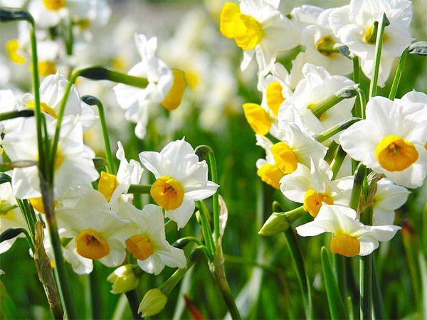 Нарциссы и тюльпаны чем удобрить весной