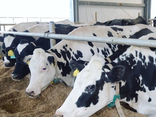 Содержание коров — способы, правила, особенности и актуальные рекомендации по содержанию крупного рогатого скота (100 фото)