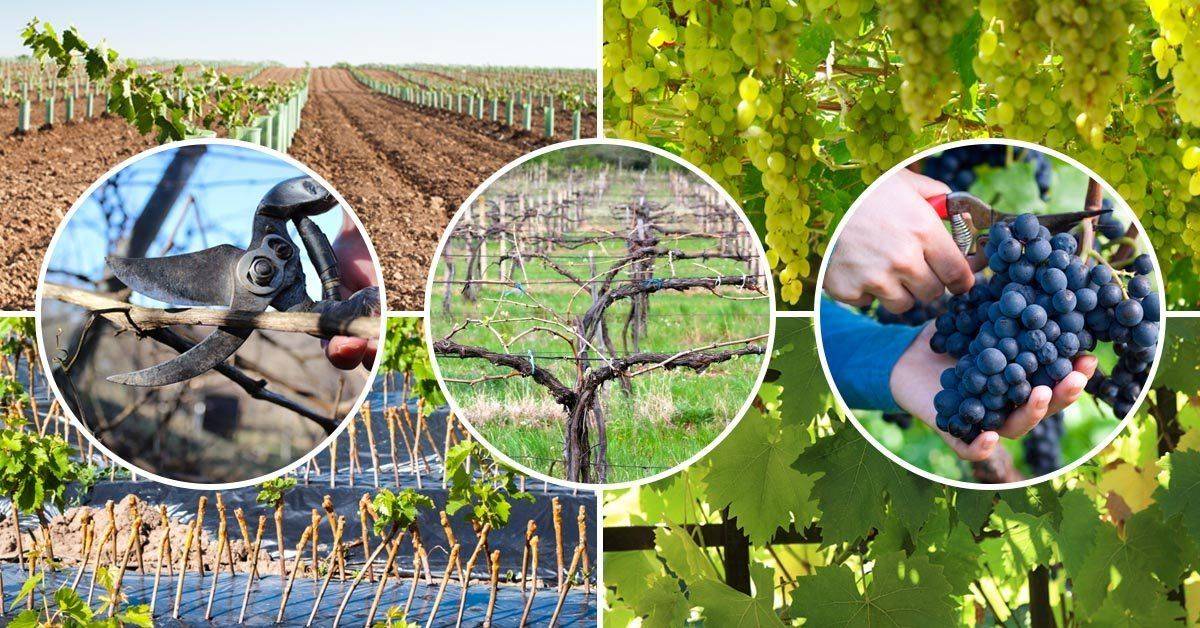 Технология выращивания винограда и правила по уходу