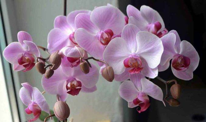 Как размножить орхидею в домашних условиях: цветоносом и другими вариантами