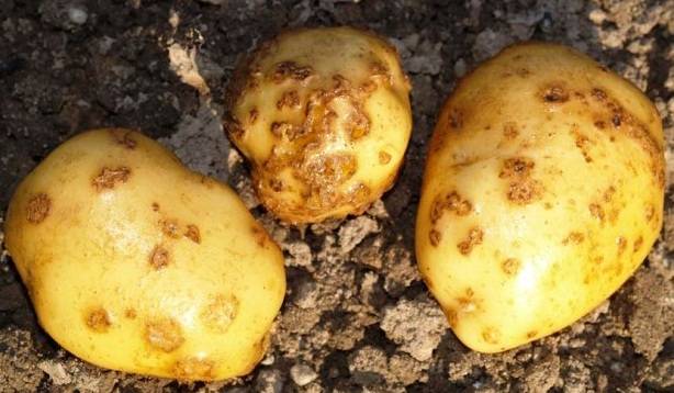 Вредители картофеля: описание с фото и методы борьбы с ними