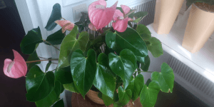 Мужской цветок антуриум: приметы и суеверия. можно ли держать растение дома?