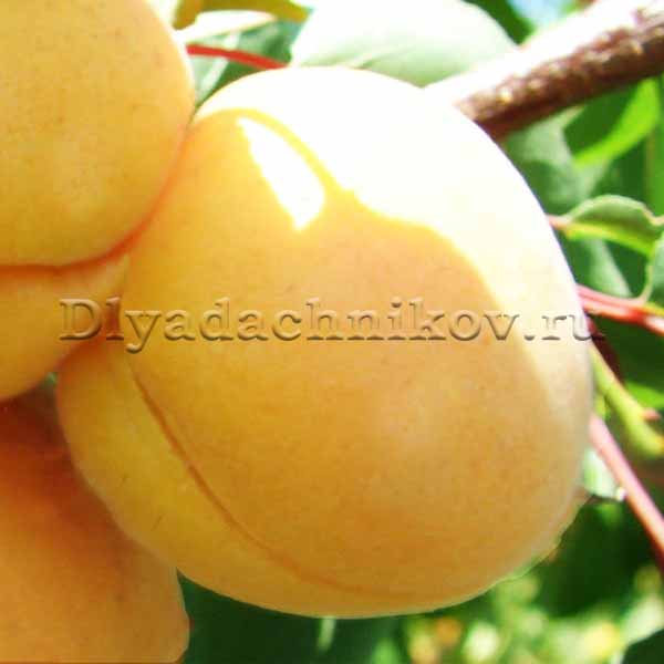 Колоновидные абрикосы: популярные сорта, особенности посадки и ухода