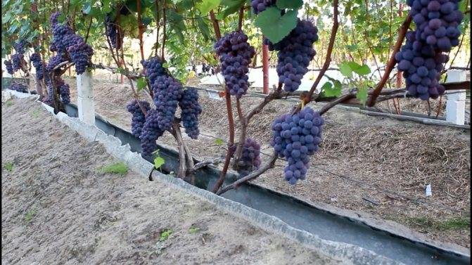 Выращивание винограда в подмосковье в открытом грунте