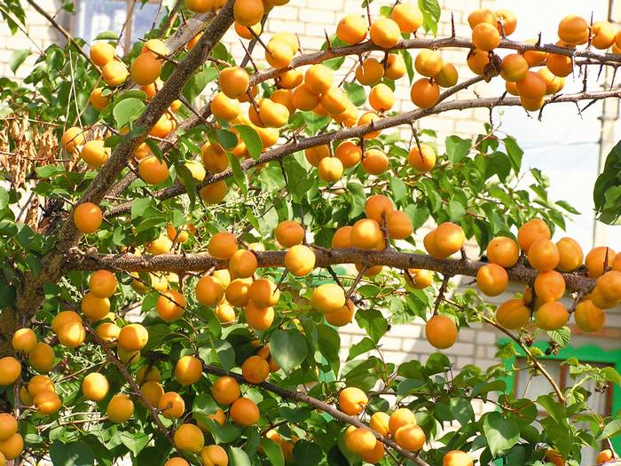 Почему не плодоносит абрикос в саду
