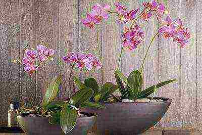 Горшки для орхидей: критерии и варианты выбора