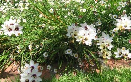 Цветок иксия — посадка и уход в открытом грунте