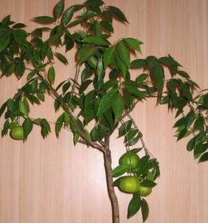 Мандариновое дерево: уход в домашних условиях