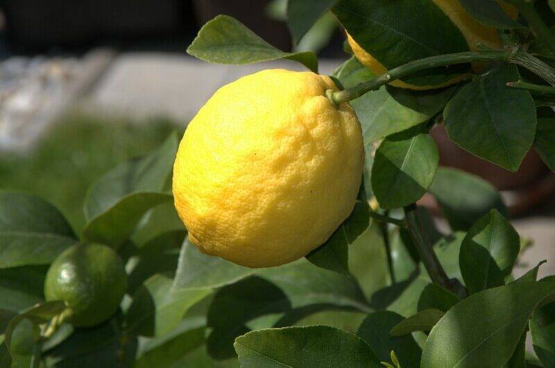 Особенности ухода за комнатным лимоном для получения ароматных плодов. обрезаем лимон правильно