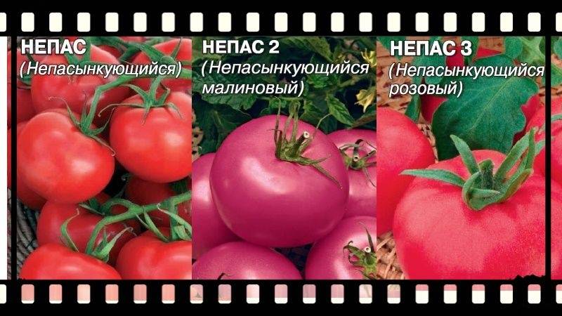 Перечень среднеспелых сортов томата, с описанием характеристик и рекомендациями по выращиванию в теплицах и открытом грунте