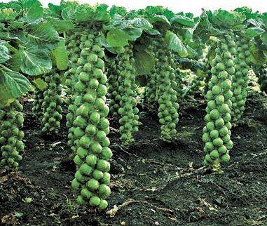 Брюссельская капуста - выращивание и уход в россии, выбор сорта