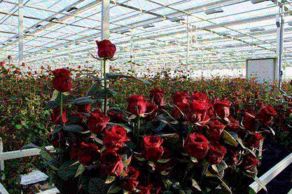 Технология выращивания роз в домашних условиях путем укоренения черенков в картошке