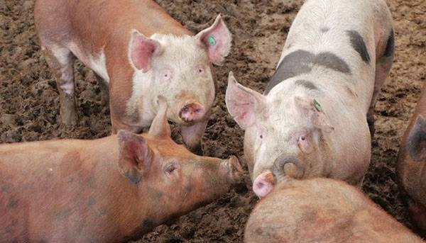 Переработка и применение свиного навоза