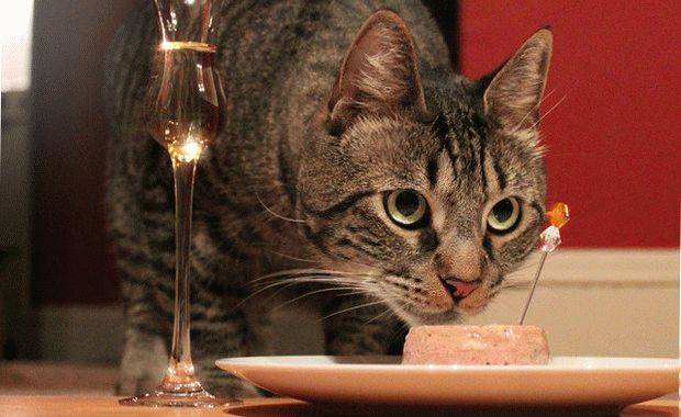 Из чего делают сухой корм для кошек: каков его состав, можно ли приготовить в домашних условиях?