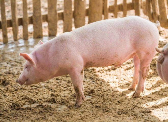 Домашняя свинья: нюансы выбора и разведения самых продуктивных пород свиней. 115 фото и советы опытных фермеров