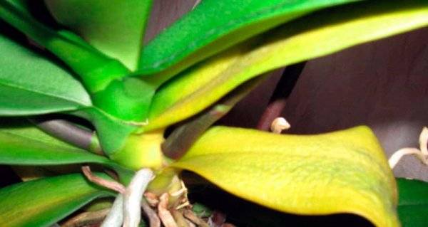 Опадают листья орхидеи — как спасти пожелтевшие листья