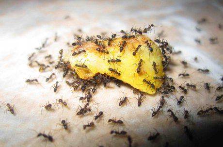 Применение борной кислоты от муравьев в огороде, в доме и в квартире. простые рецепты