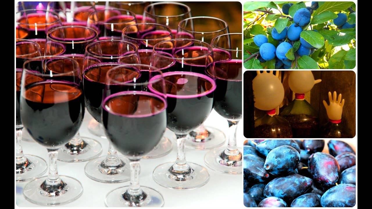 Простые рецепты домашнего вина из слив
