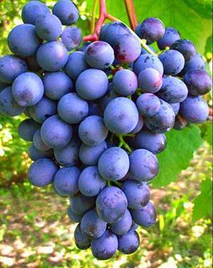 Сорта винограда по алфавиту