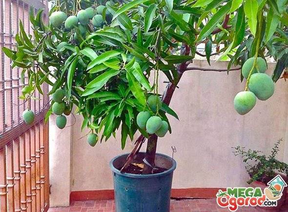 Ароматное манго в домашних условиях: как растет, каковы особенности ухода и выращивания?