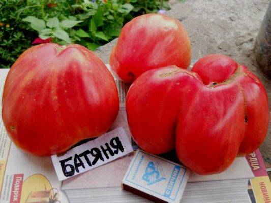Сорта томатов: батяня