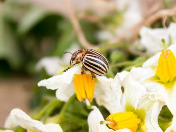 Корадо от колорадского жука: особенность пестицида, использование