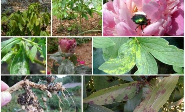 Болезни и вредители пионов: ищем способы защиты цветов