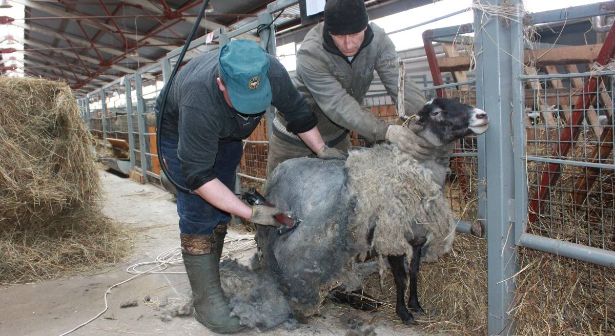 Разведение овец: описание лучших пород, создание условий для содержания
