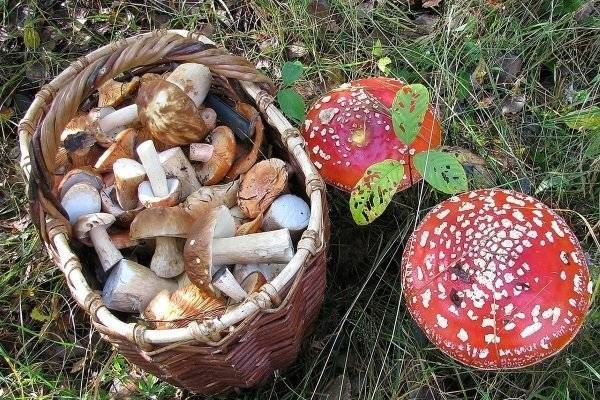 Знакомимся с пластинчатыми грибами: в чем их особенность, и какие бывают