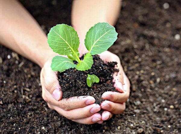 Руководство по выращиванию цветной капусты – от посева семян до сбора урожая
