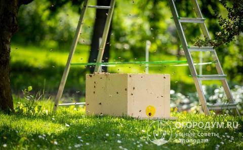 Ловушка для пчел: изготовление и места установки