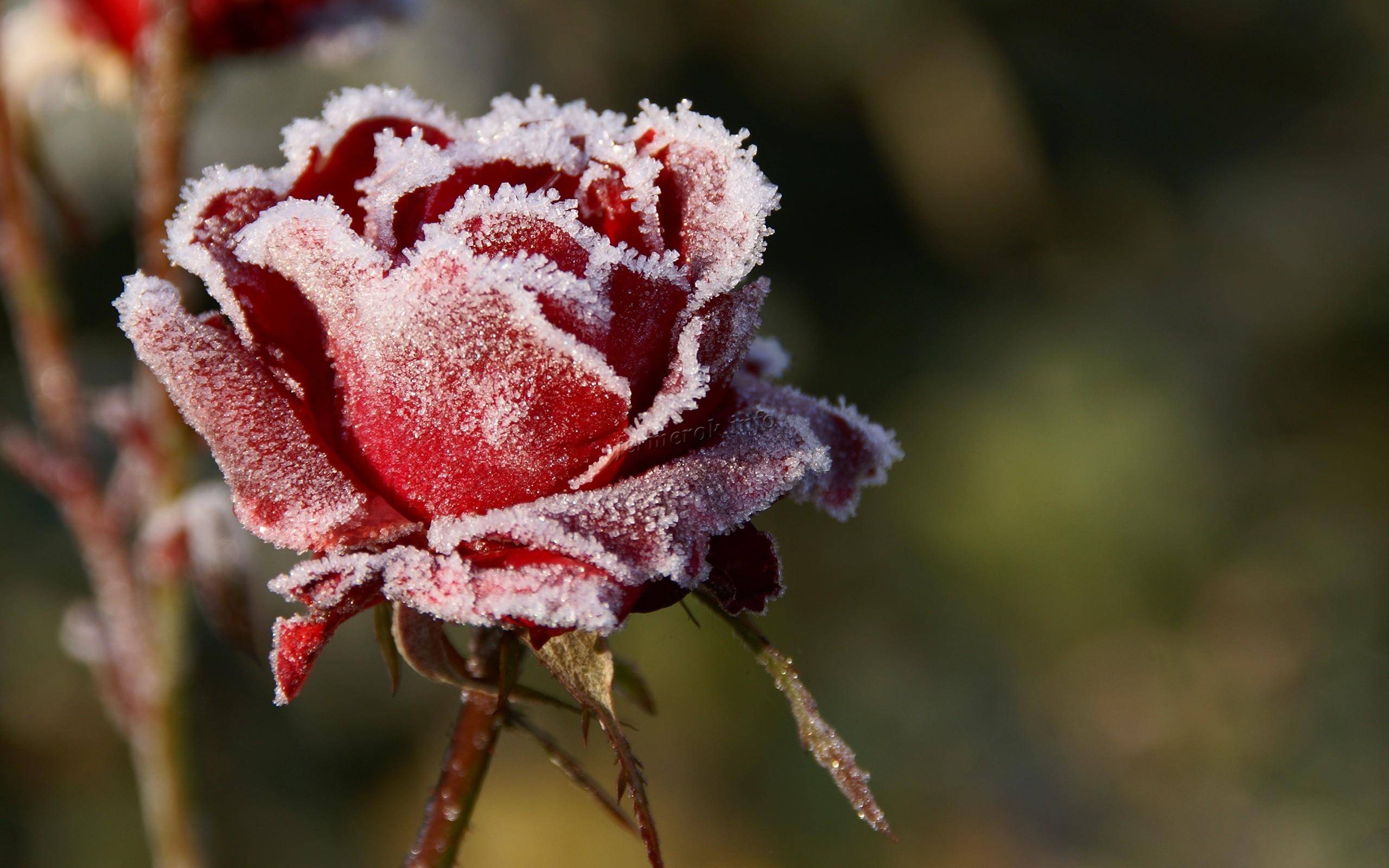 Как укрыть штамбовую розу на зиму?