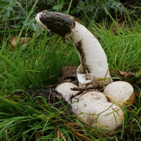 Самые необычные грибы мира (фото с названиями). чудо природы или съедобные грибы необычной формы и раскраски причудливые грибы