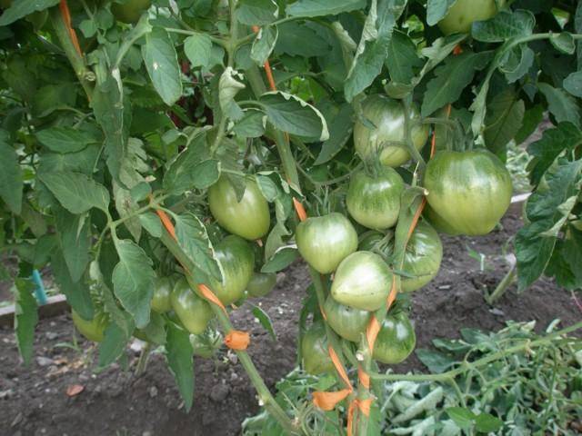 Описание, характеристики и выращивание томата батяня