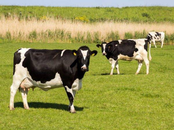 Коровы голштино фризской породы: характеристика, особенности разведения