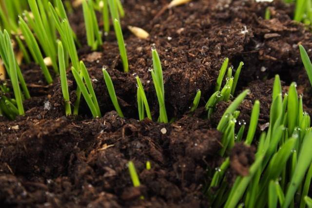 9 способов определения кислотности почвы на участке