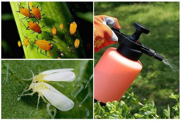 Особенности использования инсектицида «каратэ» в садах и огородах: инструкция