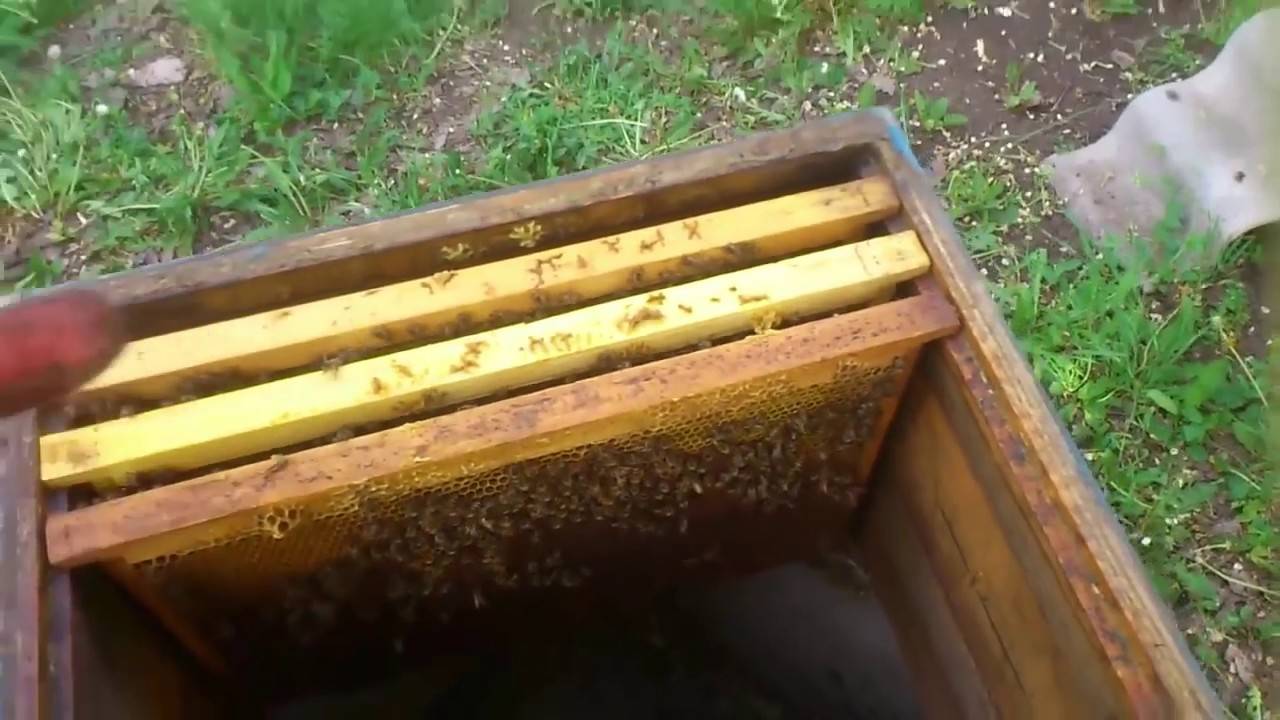 Делаем отводки пчел весной